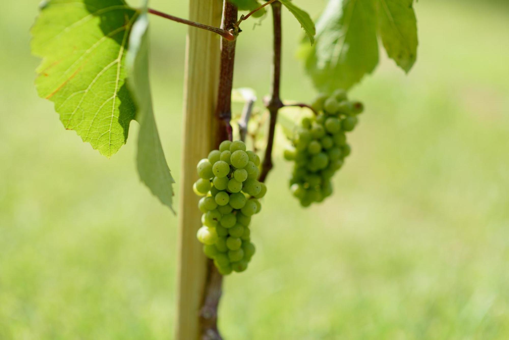 Leone De Castris Wine Hotel Salice Salentino Zewnętrze zdjęcie